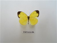 藏品(淡色黃蝶)的圖片